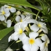 plumaria_white_lan_baa_v_0328_mal0821.jpg
